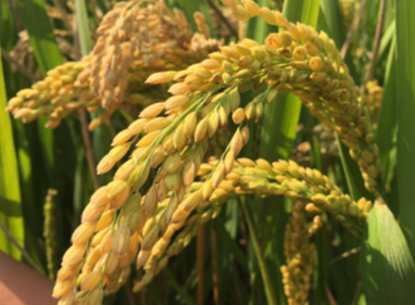 武運(yùn)粳31.png 武運(yùn)粳31.png